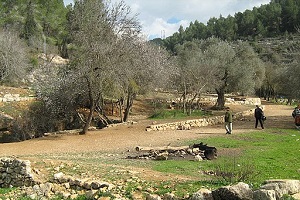 יער ירוק בהרי ירושלים